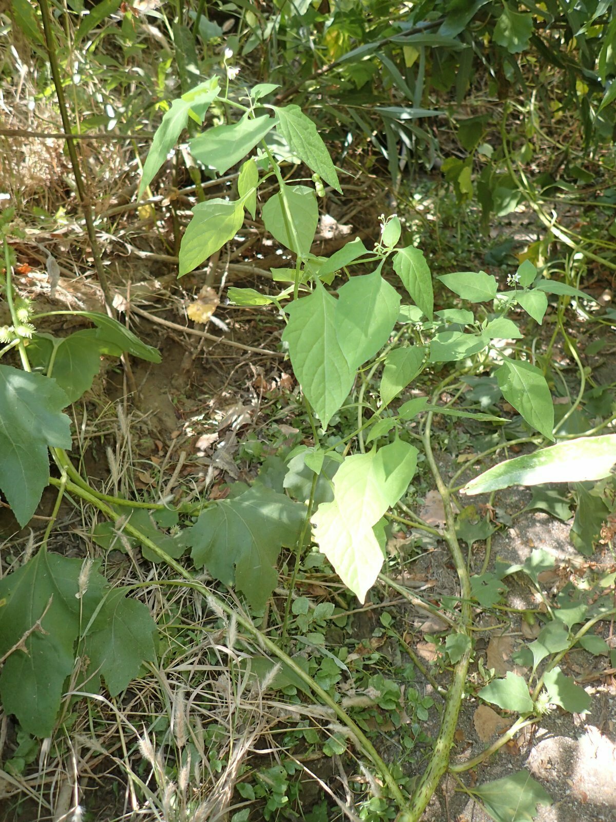 High Resolution Solanum nigrum Plant